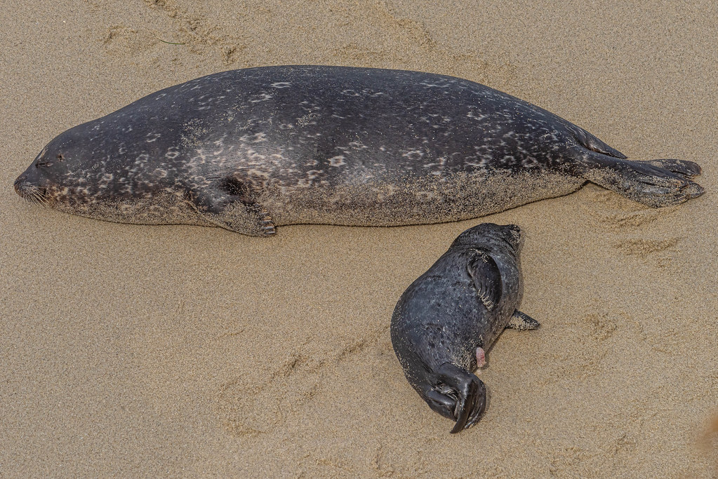 Mother and Newborn Baby Harbor Seal