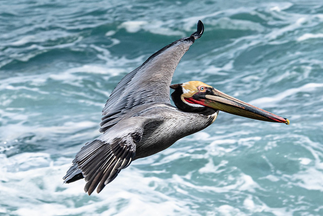 Brown Pelican in Flight at La Jolla Cove