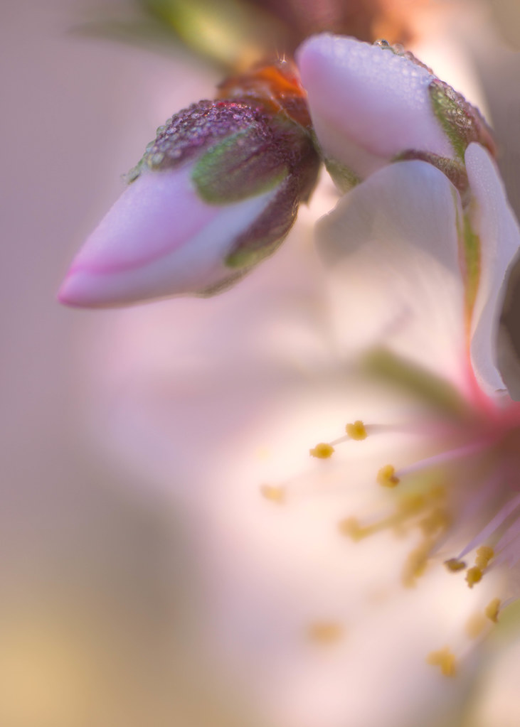 Almond Blossom Dew Drop Buds
