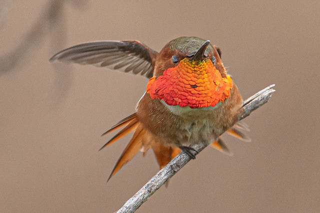 Allen's Hummingbird Stretching Out
