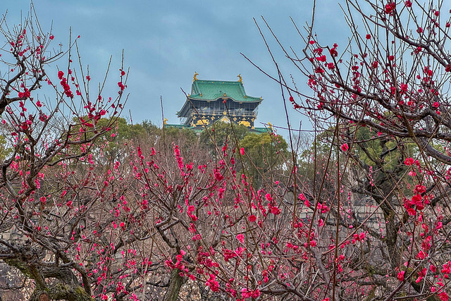Red plum blossoms Kagoshimako
