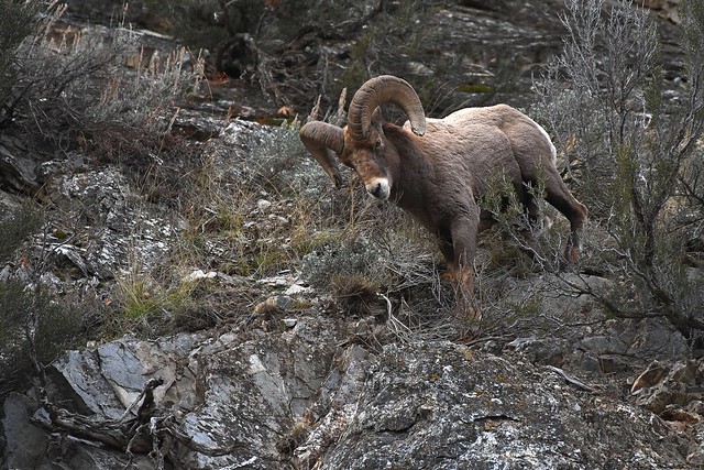 Rocky Mountain bighorn sheep (Ovis Canadensis Canadensis)