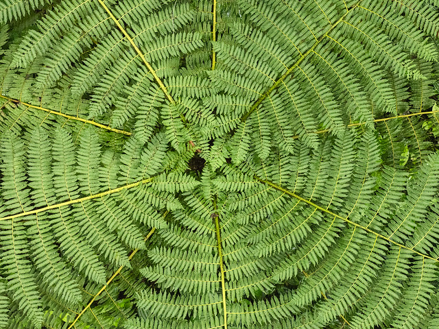 tree fern from above