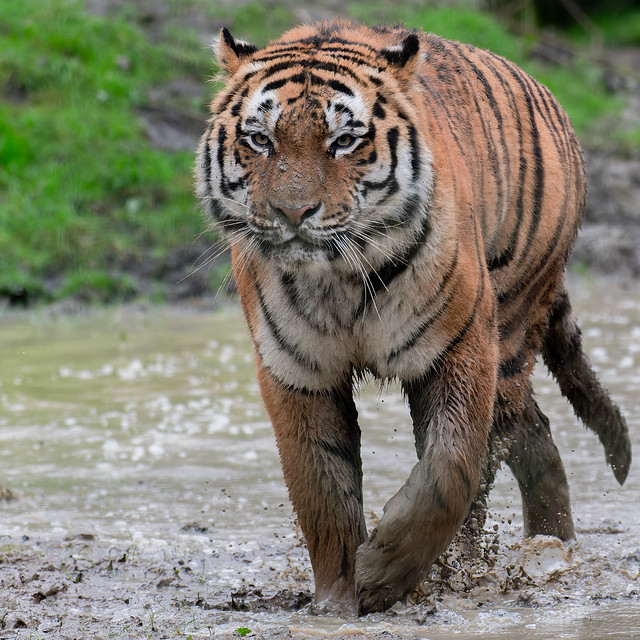 tigre de siberie