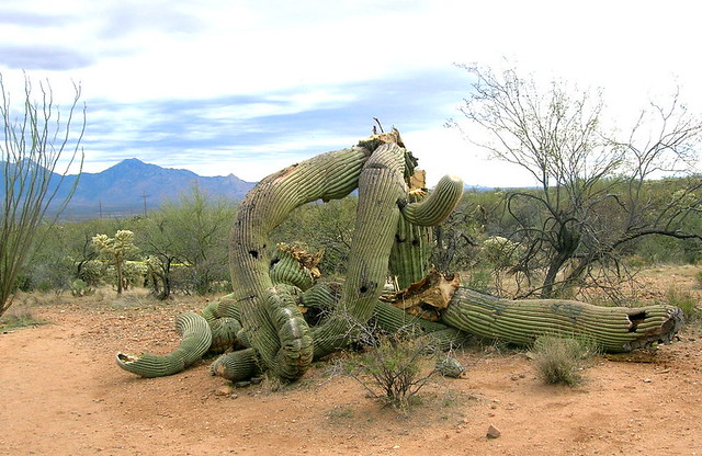 Sadly, this locally cherished elderly saguaro collapsed a few days ago.