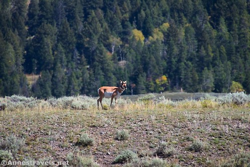 We saw a pronghorn above the Lamar River Trail, Yellowstone National Park, Wyoming