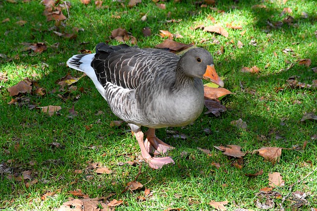 Greylag goose (Anser anser), St James's Park, London