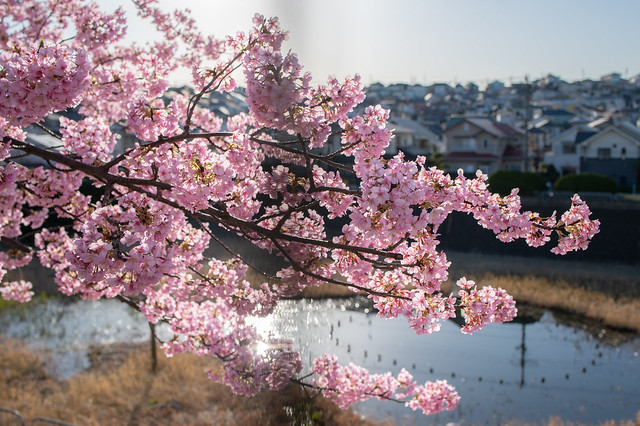 early blooming sakura #1