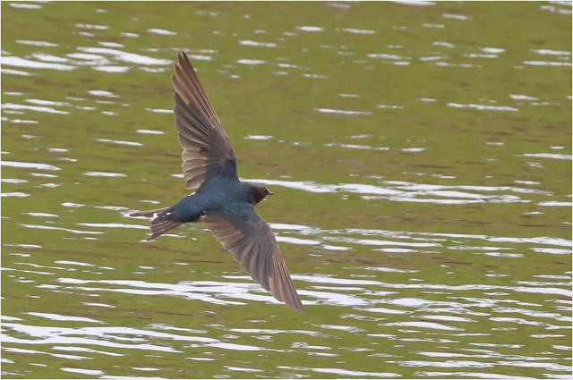 Barn Swallow - hirundo rustica