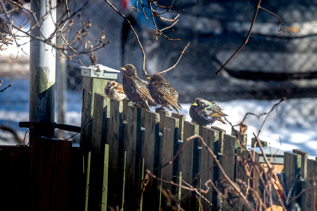 Trio d'étourneaux - Starlings on the fence