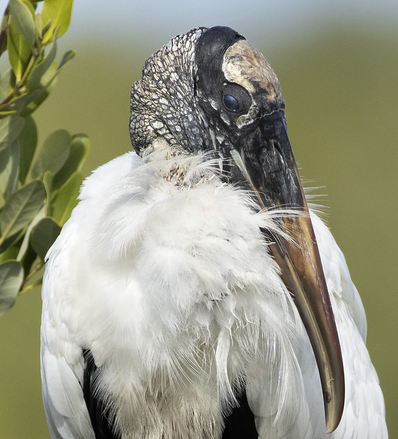 wood stork -  Merritt Island National Wildlife Refuge -  Florida