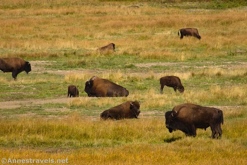 Bison grazing along Soda Butte Creek (I used all of my considerable zoom for this photo!), Yellowstone National Park, Wyoming