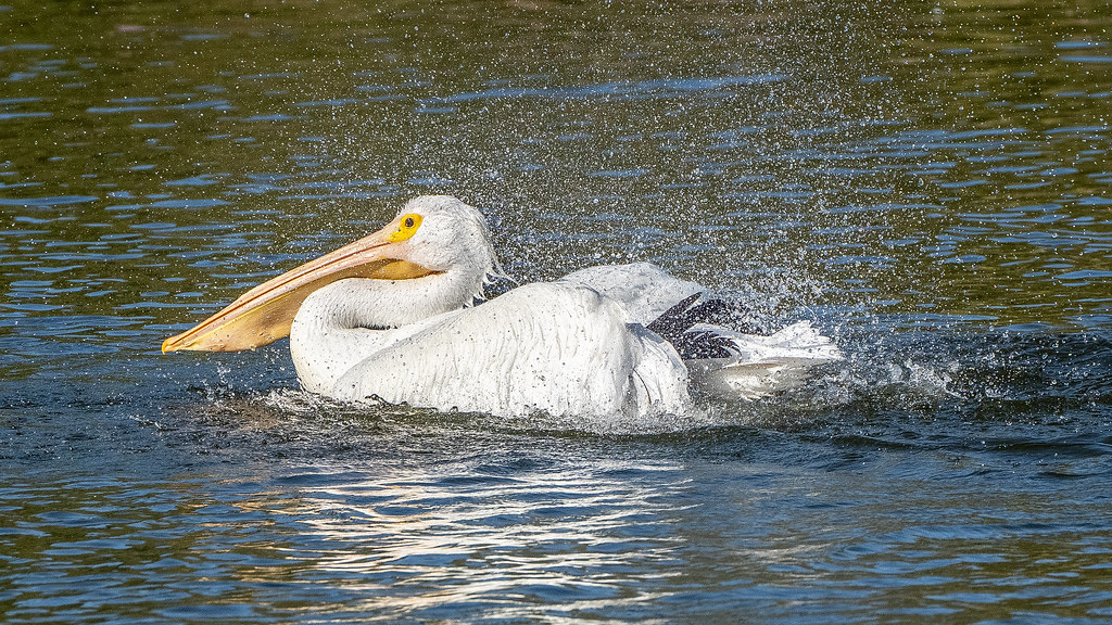 White Pelican Bathing