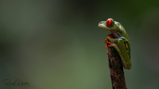 Red-eyed Tree Frog | Agalychnis callidryas | 2023 - 2