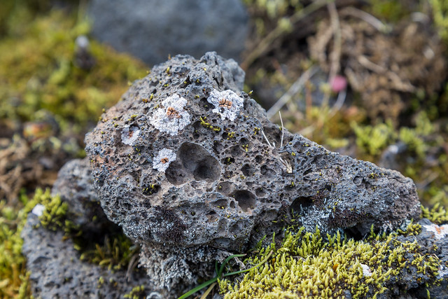IMG_9920 - Bullseye lichen (Placopsis sp.)