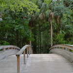 Wooden Footbridge in Silver Springs State Park, Ocala, Florida Wooden footbridge leading to the Big Gator Lagoon which was a multiple-acre exhibit that housed over 20 American alligators at its time of closure in 2013. It maintained a swamp look to coincide with the alligators&#039; natural habitat. It was constructed during the 1997-98 expansion of Silver Springs, and was closed with Ross Allen Island in March 2013. 