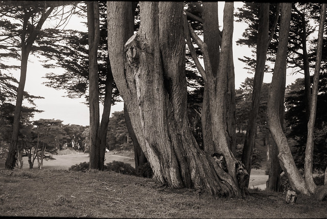 Legion of Honor golf course trees