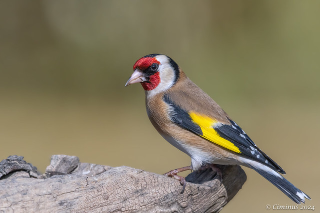 Carduelis carduelis (Goldfinch).