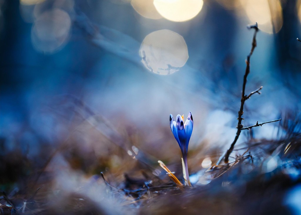 Spring Whispers Whispers of Spring | Whispers of Spring: Artistic Expression… | Flickr