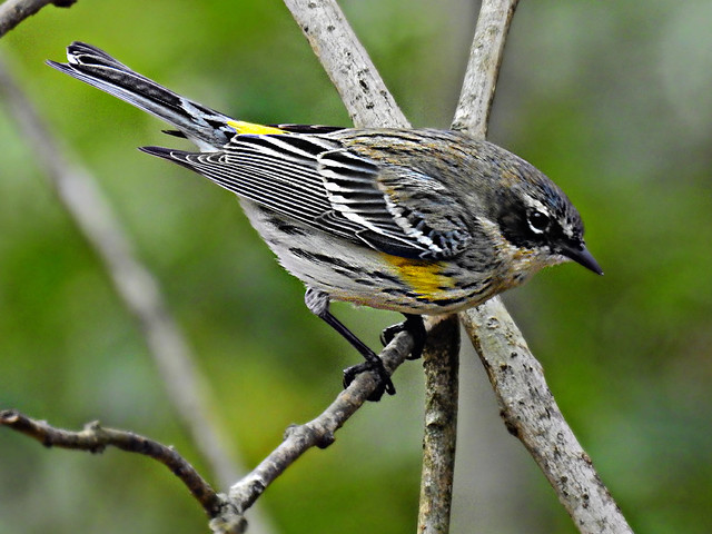 Parulidae: Dendroica coronata - male Yellow-rumped Warbler