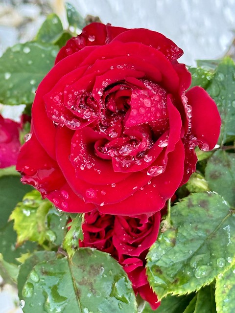 Water Drops Lust & Cluster, Fluster Red Rose Lustre - IMRAN™