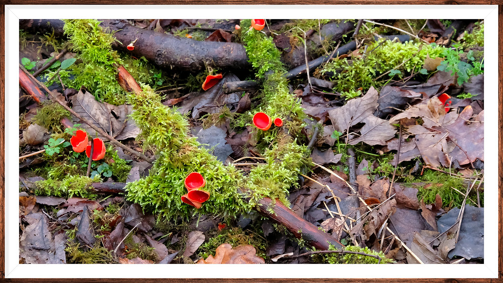 Nature's Woodland Decay - Scarlet Cup Fungi