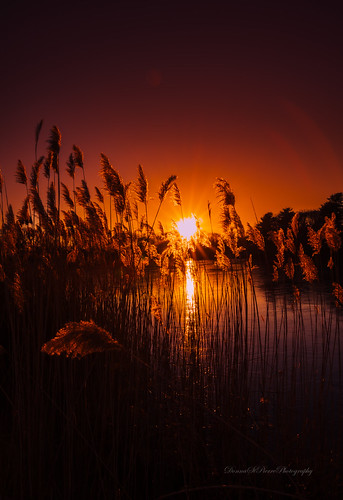newengland photography photographer sunsets warwick rhodeisland sunburst lake reflections grass orange sun sunshine landscape