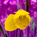 filtered daffodil