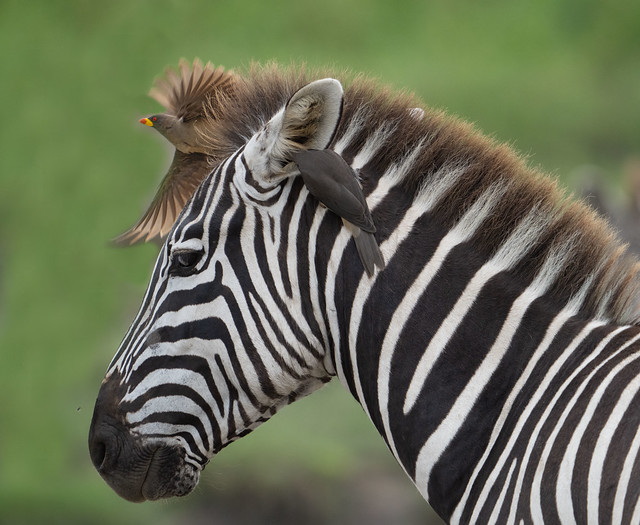 Very Cool Zebra with Oxpecker Crown