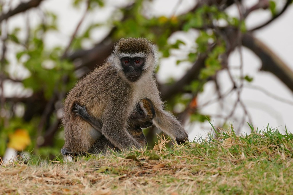 Lake Baringo, Kenya (vervet monkey)