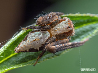 Lynx spider (Hamataliwa incompta) - P2241742