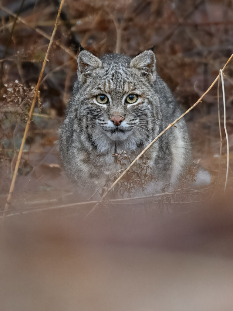 Bobcat, Lynx rufus (Schreber, 1777)