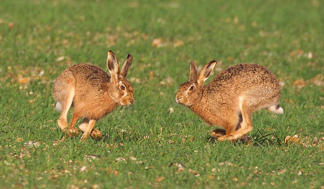 Hares on the run