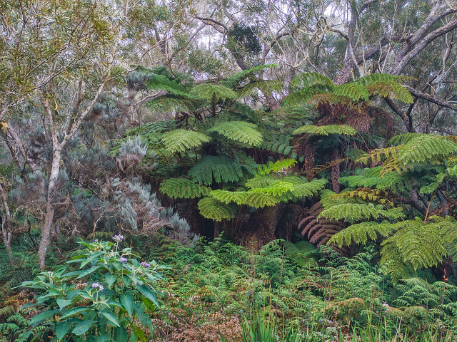 Forêt de Bélouve, île de la Réunion