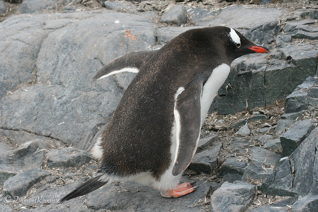 Manchot papou  / Gentoo Penguin / (Pygoscelis papua)