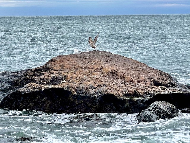 Tried to take a picture of the birds on the rock and one decided to leave.