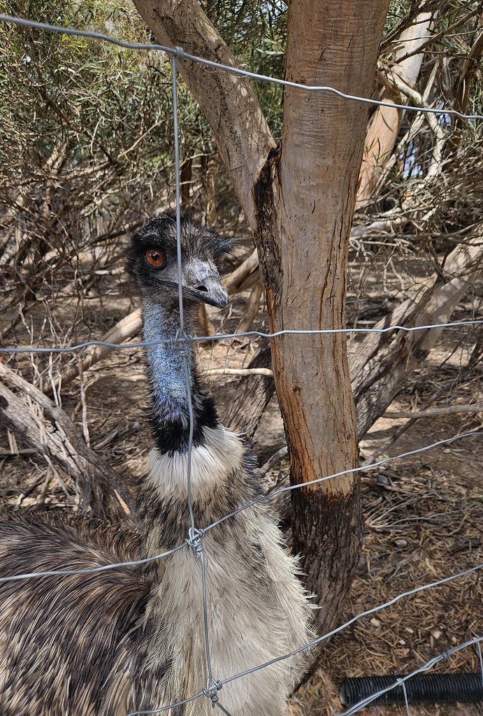 Emu (Dromaius novaehollandiae), Emu Ridge Eucalyptus Oil Distillery.