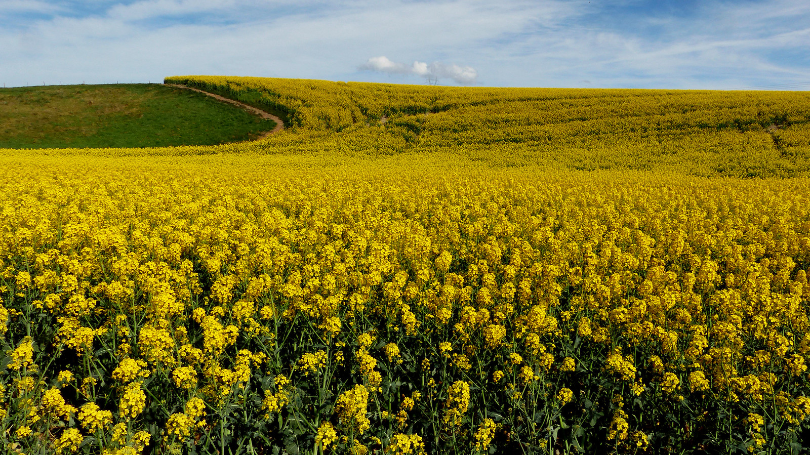 Fields of Gold.Canola.