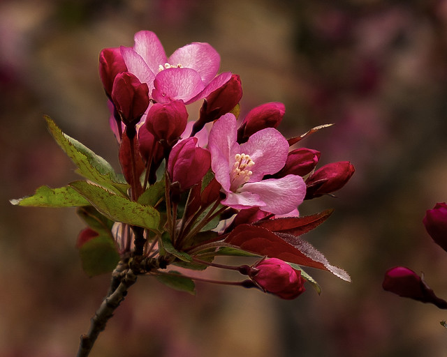 Springtime - Trees In Bloom