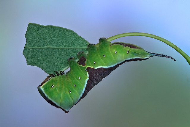 Puss moth caterpillar