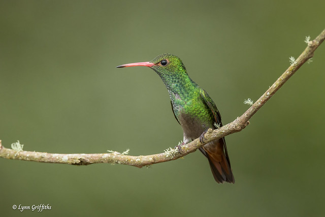 Rufous-tailed Hummingbird 720_4409.jpg
