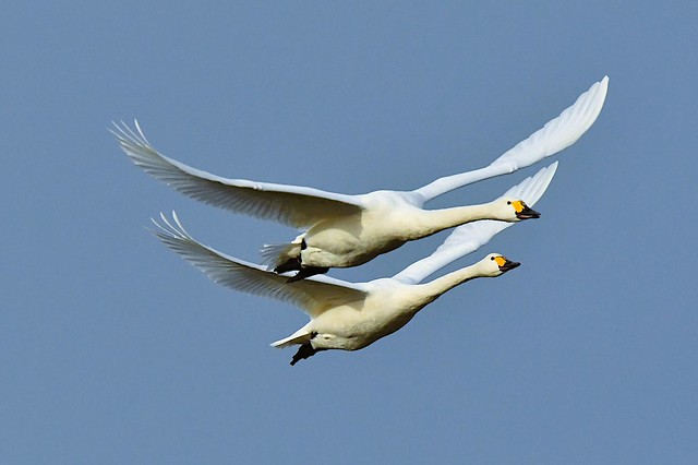 Synchronised swans