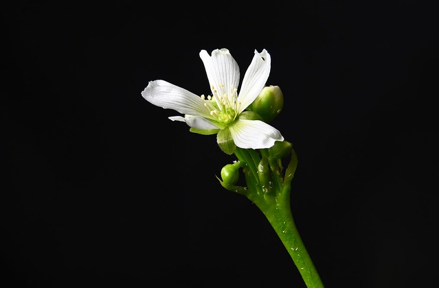 Venus flytrap flower