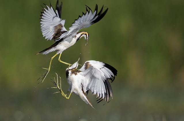 Pheasant tailed jacana fight for mating rights