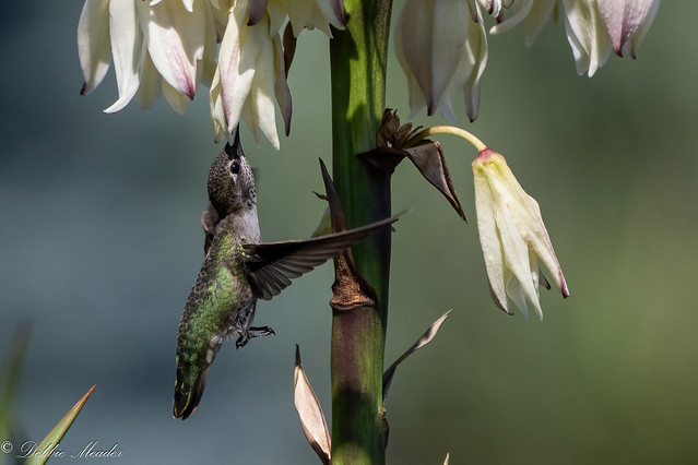 Female Anna's Hummingbird! (Explored 3/1/2024)