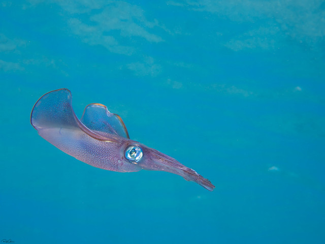 Sepioteuthis lessoniana - Bigfin Reef Squid - לוליגו אילתי