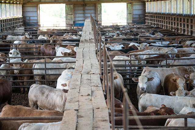 Young cattle existing inside multiple small and crowded pens at an indoor feedlot. These animals will remain confined inside here until they are sent to slaughter. Saint-Isidore, Quebec, Canada, 2022. Jo-Anne McArthur / We Animals Media