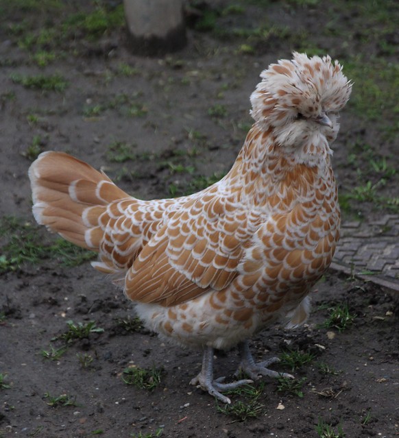 Chicken - Biddy - Capon - Chick - Chook - Cock - Cockerel - Hen - Pullet - Rooster - Yardbird (Gallus Gallus Domesticus)