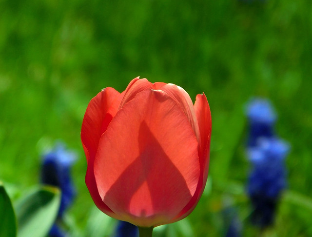 Czerwony tulipan.
