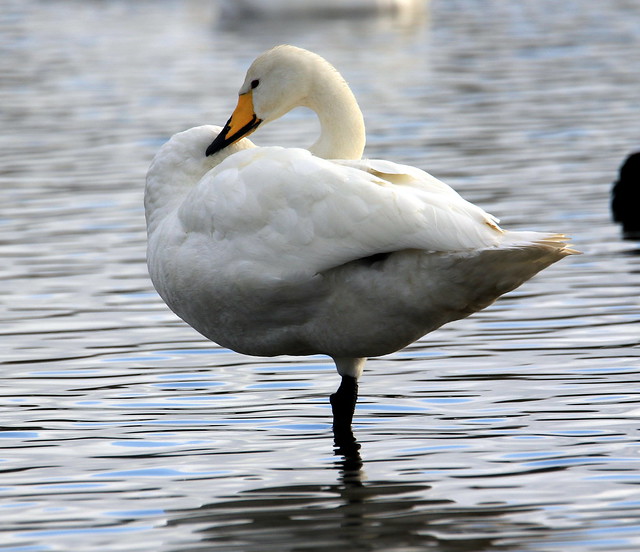 Whooper Swan - On the Rushy Pen Lake